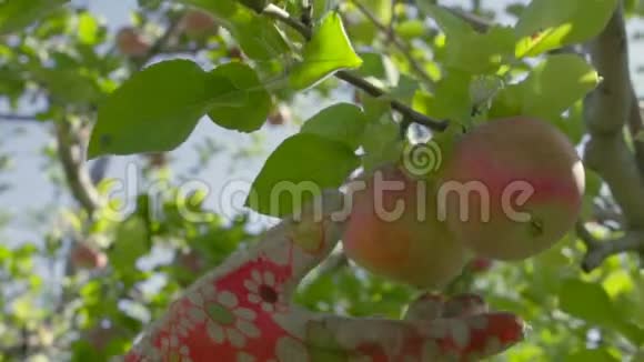 戴手套的农夫从树上摘红苹果和绿苹果视频的预览图
