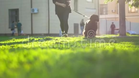 狗和女孩在草地上奔跑脚女主人视频的预览图