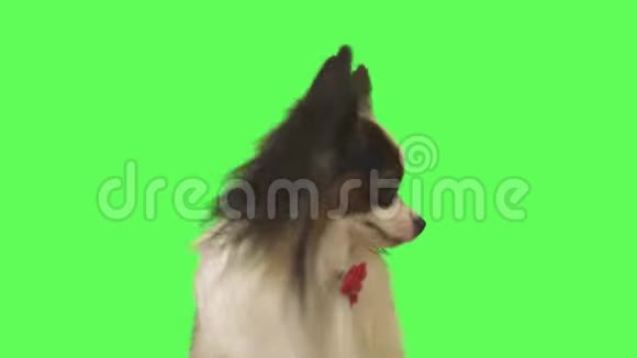 美丽的狗帕皮龙带着红弓看着镜头在绿色背景的股票视频中逃跑了视频的预览图