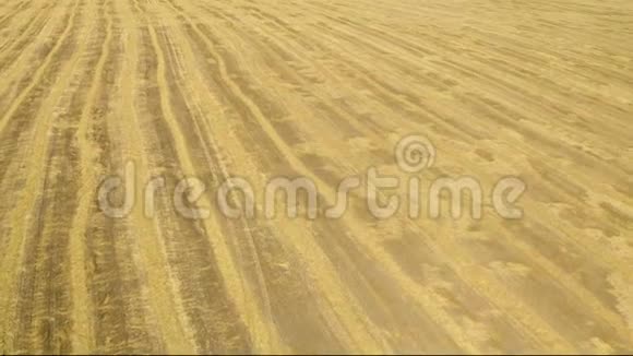 空中观景田后收获小麦夏季收割小麦从上面看从无人驾驶飞机上看视频的预览图