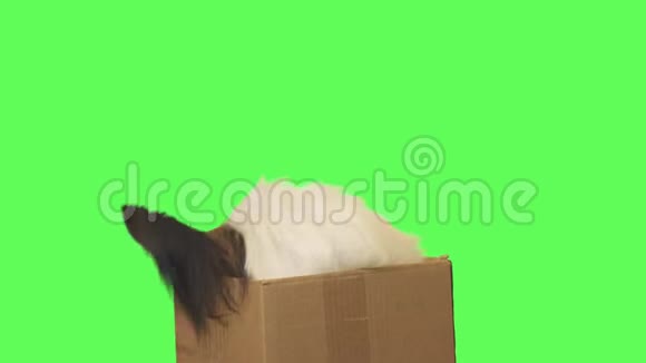 漂亮的狗狗帕皮隆在一个纸板箱里拿出玩具跳出来绿色背景的股票视频视频的预览图