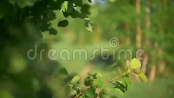 树枝在风中摇曳少女骑自行车的背景模糊绿林中夏日视频的预览图