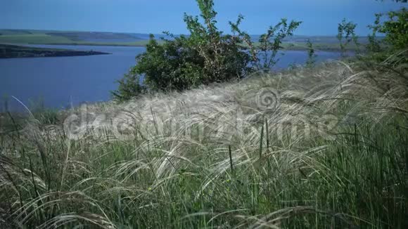 松针草长草随风飘动在风景园的背景下视频的预览图