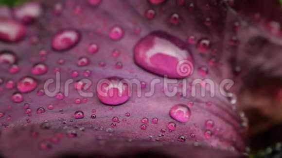雨后深紫色勃艮第虹膜上水滴的特写紫色鸢尾花湿花瓣有视频的预览图