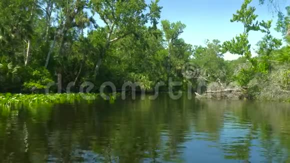 热带河流河岸上有森林视频的预览图