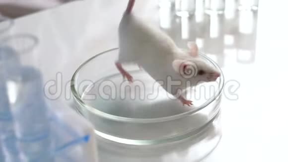 医学研究科学家检查实验室老鼠她在光实验室工作视频的预览图