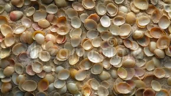 沙滩上的小贝壳视频的预览图