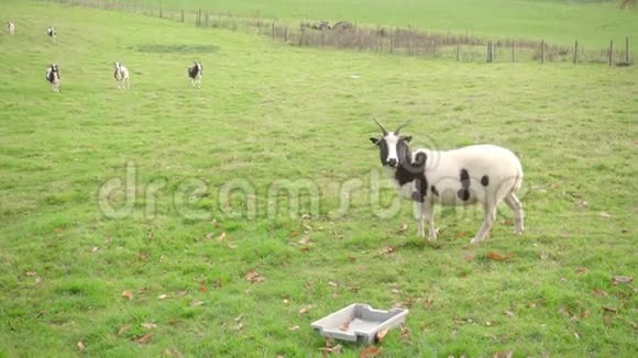 一片牧场的深射背景中有几只巴格特山羊前景中有一只全身山羊和一只蚂蚁视频的预览图