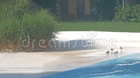 小鸟在室外游泳池的边缘饮水和洗澡视频的预览图