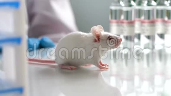 医学研究科学家检查实验室老鼠她在一个轻型实验室工作视频的预览图