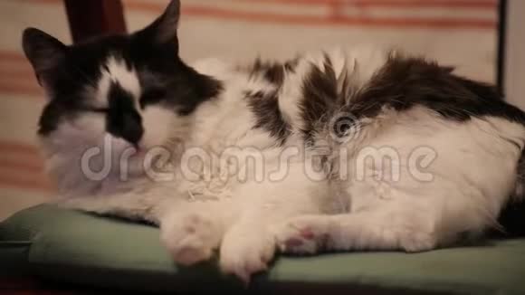 一只黑白相间的猫正在休息懒洋洋地打哈欠猫躺在椅子上看着相机动物的背景视频的预览图