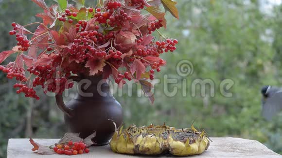 鸟从向日葵中啄食葵花籽向日葵在花园的桌子上视频的预览图