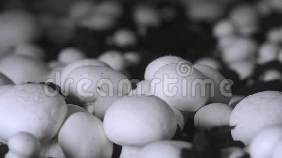手里拿着一只橡胶手套在蘑菇生长的植物上收获新鲜的香瓜粮食生产视频的预览图