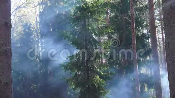 森林火灾是自然界中不受控制的火灾视频的预览图