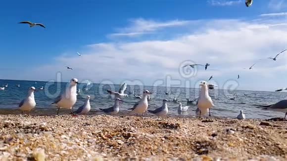 海鸥在海边特写镜头海鸥在沙滩上慢动作吃东西视频的预览图