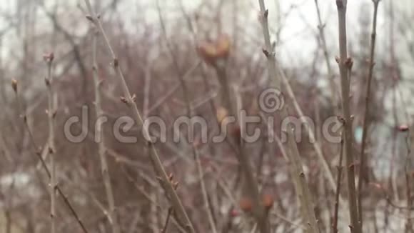 雪融化在光秃秃的冬日树枝上的花蕾上模糊树木上融化的雪水的特写视频的预览图