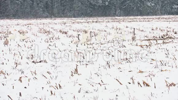 雪地里的天鹅视频的预览图