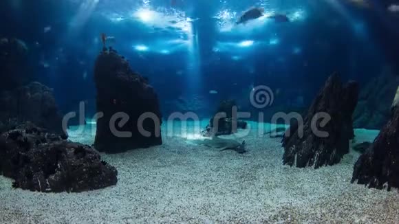 里斯本海洋馆的鱼视频的预览图