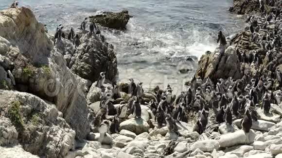 巨大的企鹅群在岩石上视频的预览图