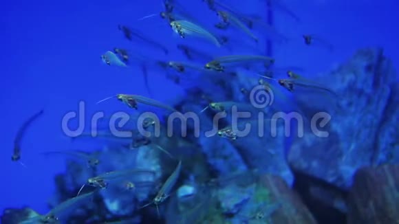 鱼缸水中的玻璃鱼缸鲶鱼视频的预览图
