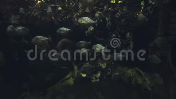 一群慢慢漂浮的灰色的鱼在水族馆的水生植物中视频的预览图
