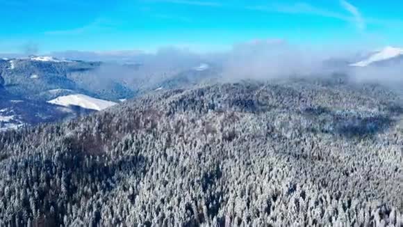 冰雪覆盖的常青森林时间流逝视频的预览图