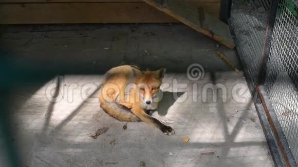 狐狸躲在笼子的阴影里躲避炎热和阳光视频的预览图