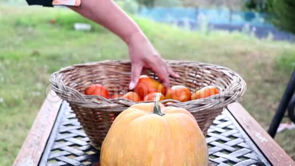 女园丁把番茄放进篮子里家庭主妇把蔬菜和南瓜放在花园的篮子里视频的预览图