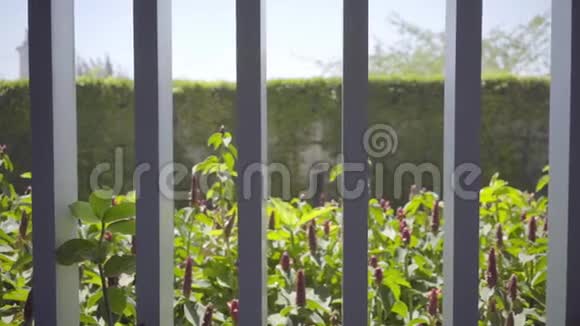 背景图片一个花园红花在泰国的一个全景窗口后慢动作视频的预览图