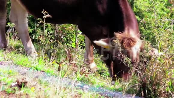 在晴朗的日子里一头牛在山上草地上吃草视频的预览图