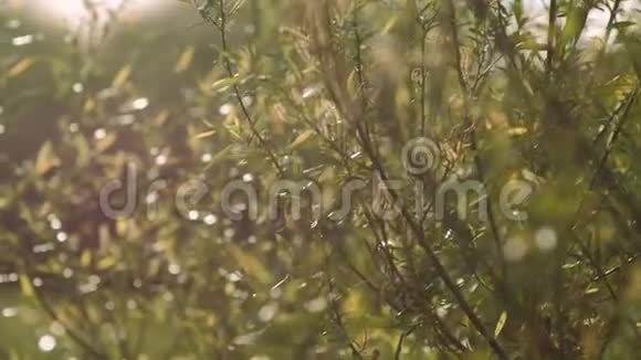 早春的阳光下绿灌木的枝条随风摇摆视频的预览图