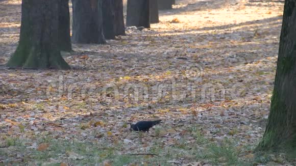 公园里一条长满秋叶的小径上的鸽子视频的预览图