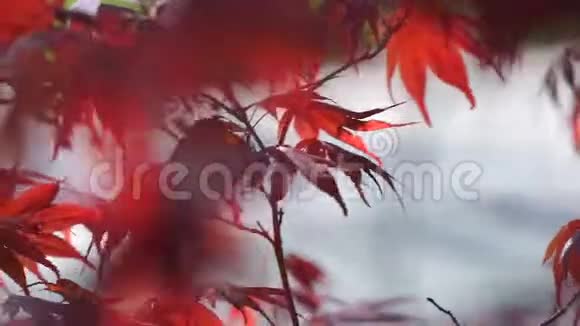 阳光照射下的红枫树叶子红霞树视频的预览图