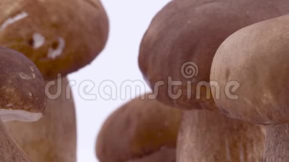 几个大蘑菇的宏观旋转孤立在白色背景上视频的预览图