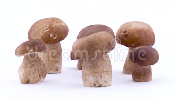 在转盘上站立和旋转的牛肝菌蘑菇堆孤立在白色背景上视频的预览图