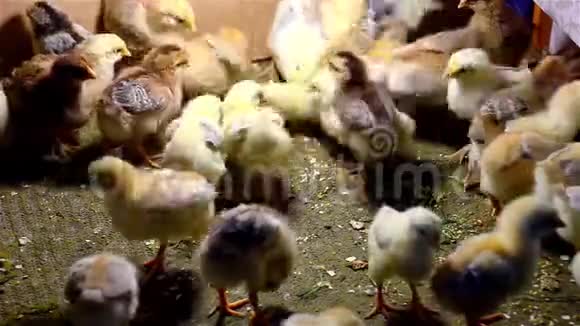 小鸡在寻找食物视频的预览图