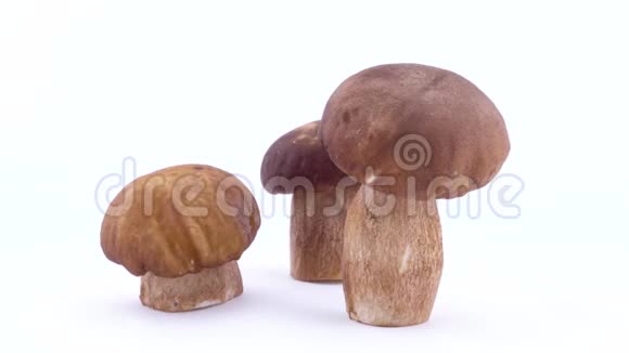 三个完整的野生豪猪蘑菇旋转在转盘上隔离在白色背景上视频的预览图