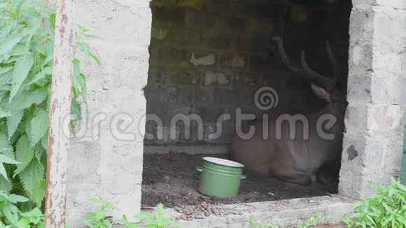 在炎热的天气里雄性驼鹿在他家的阴凉处休息视频的预览图