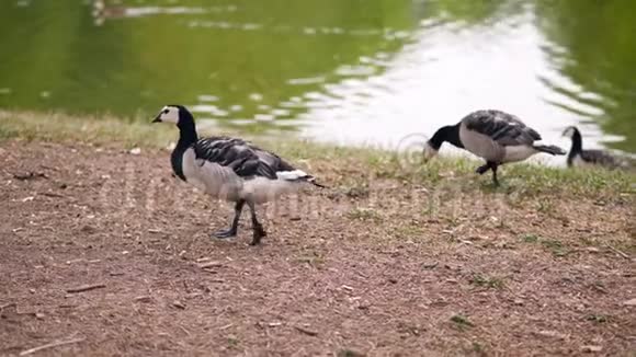 瑞典的大雁在草地上走来走去视频的预览图