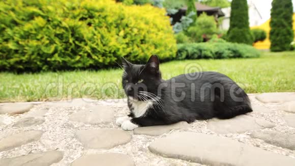 雌性手特写抚摸躺在岩石上的无家可归的猫视频的预览图