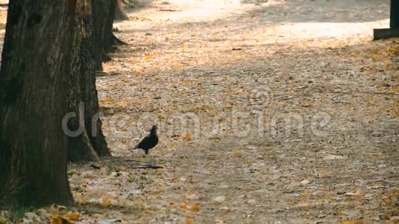 公园里一条长满秋叶的小径上的鸽子视频的预览图