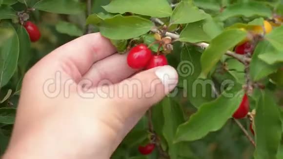 雄性手拿着红色的欧洲萸果山茱萸山茱萸视频的预览图