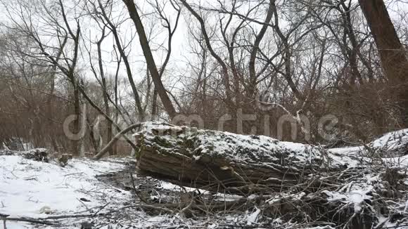 森林正在融化的雪倒下的大树在制作视频视频的预览图