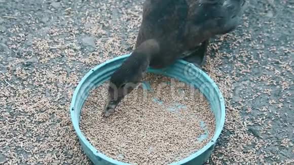 鸭子吃谷物在泰国农场饲养家鸭视频的预览图