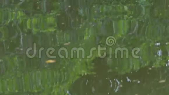 绿叶对水的反射视频的预览图