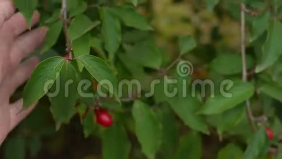 雄手持枝用红玉米柱萸樱桃茱萸视频的预览图