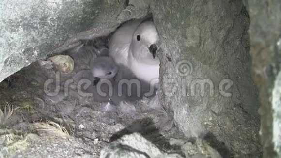 坐在岩石中的巢里的雌雪燕和温顺的小妞视频的预览图