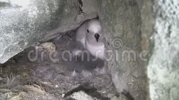 坐在岩石中的巢里的雌雪燕和温顺的小妞视频的预览图
