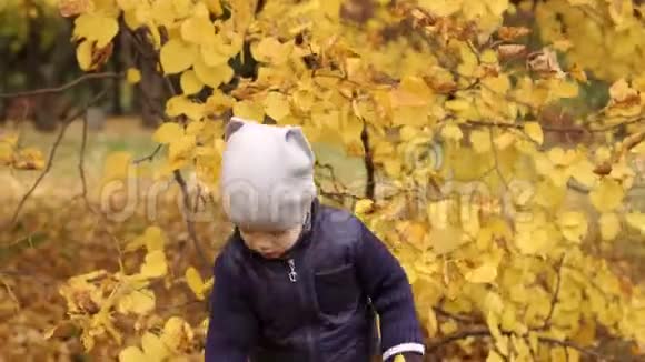 一个小男孩在森林里收集秋叶视频的预览图