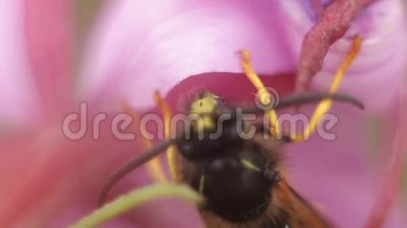 一朵黄蜂的宏图就是这朵花视频的预览图